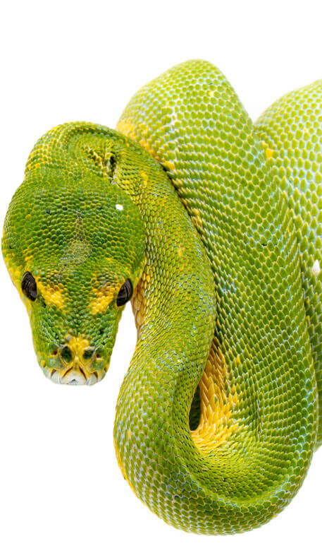 python services